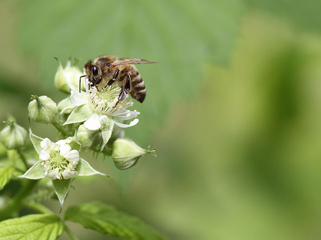 Honeybees are hungry this time of year and searching for food. This one lands on a raspberry bloom. (DTN photo by Pamela Smith)