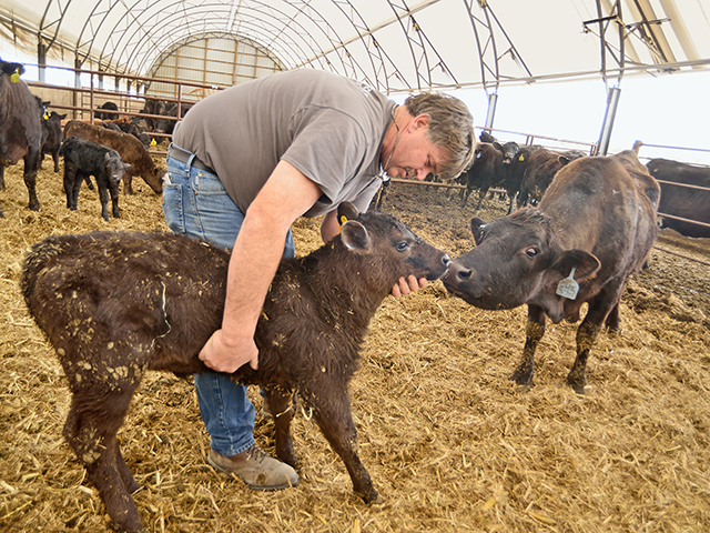 Producers like Iowa&#039;s Jeff Morse are finding raising cattle in hoop barns brings a unique set of challenges, along with multiple rewards. (Progressive Farmer photo by Jim Patrico)
