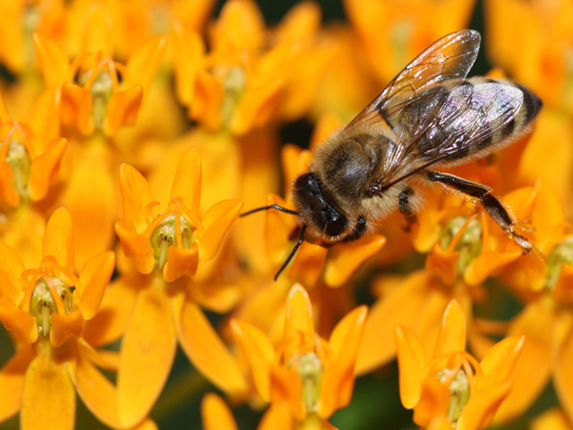 Bees love butterfly weed, but a new study shows honeybees collect most of their pollen from sources other than corn and soybeans; still, pesticides remain an issue. (DTN photo by Pamela Smith)