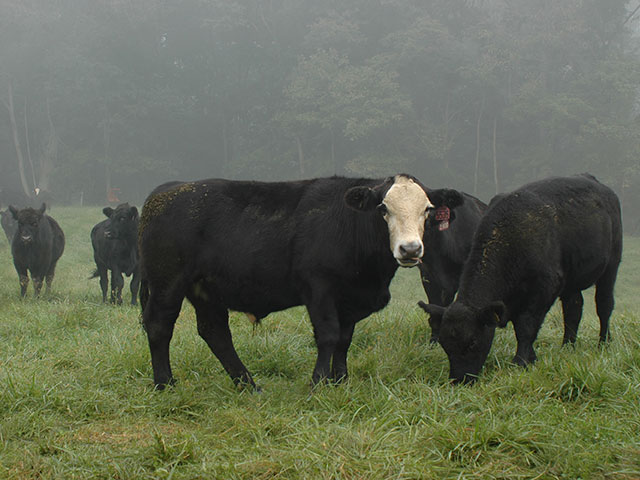 The common toxin found in some fescue varieties not only can lower conception rates in cows, but may negatively affect sperm motility in bulls.(DTN/Progressive Farmer photo by Becky Mills)