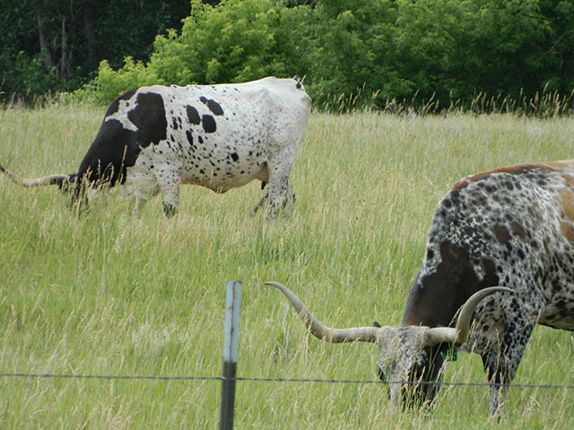 A GAO study raises questions about how federal agencies deal with unauthorized grazing on federal lands. These longhorns were legally grazing at a Nebraska state park last week. (DTN photo by Chris Clayton)
