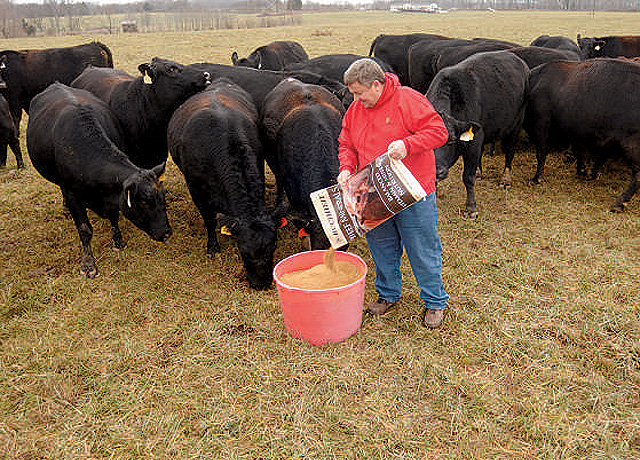 Setting up the right mineral program for the herd starts with the basics. (DTN/Progressive Farmer file photo)