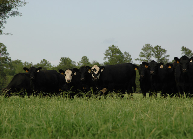 A good soil sampling program early can keep the herd knee-deep in green. (DTN/Progressive Farmer photo by Becky Mills)
