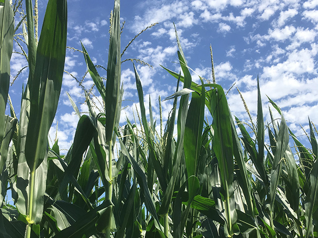 Most of the 2016 corn crop is off to a good start on pollination, and indications are that big-time heat will not threaten its overall condition during the next two weeks. (DTN photo by Bryce Anderson)