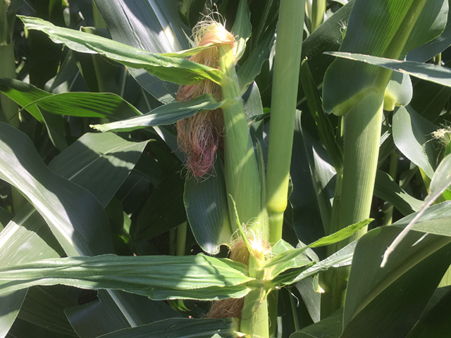 Favorable soil moisture throughout the season in most row-crop areas has made a big difference in promoting successful corn pollination and soybean blooming. (DTN photo by Bryce Anderson)