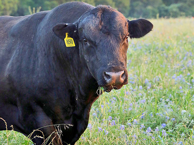 Consider EPDs for both Calving Ease Direct (CED) and Calving Ease Maternal (CEM) traits if you&#039;re in the market for a calving-ease bull. (DTN/Progressive Farmer photo by Sam Wirzba)