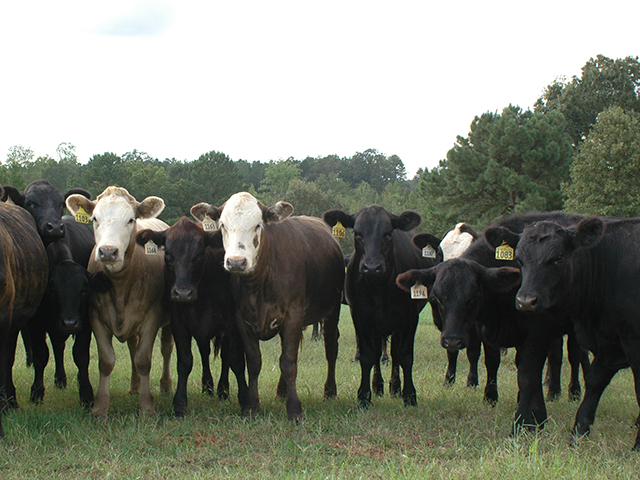 As much of the South moves into dry conditions, pastures will begin to accumulate nitrates, creating a life-threatening condition for some cattle. 