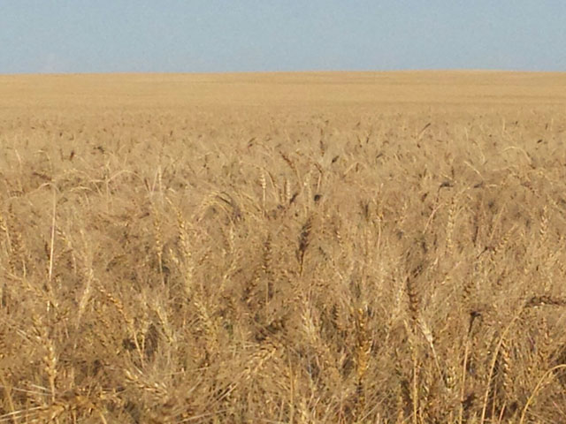 A ripe spring wheat field near Gettysburg, South Dakota, waits for harvest this week. (Photo courtesy Tim Luken Onida, South Dakota)