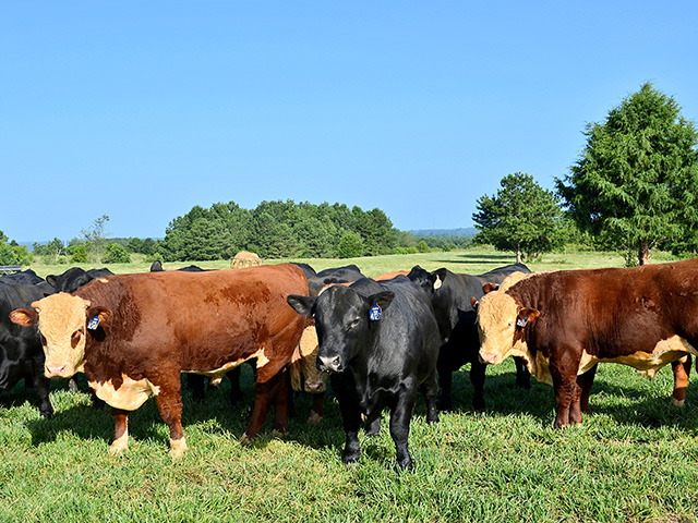 Females are the foundation of this breeding program, but males are the game-changers. (DTN/Progressive Farmer photo by Victoria G. Myers)