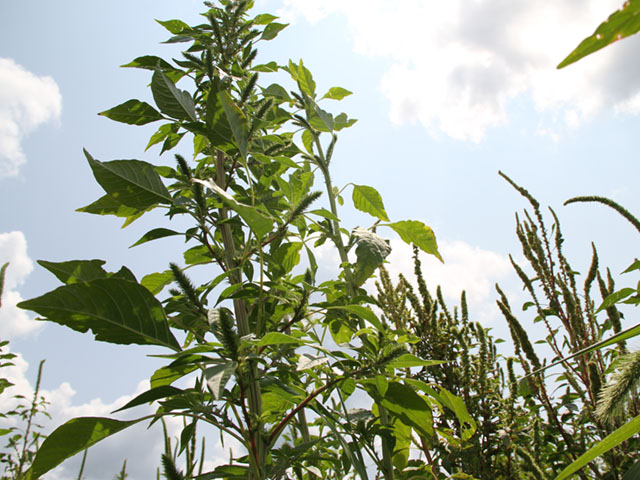 Distinguishing the aggressive weed called Palmer amaranth from waterhemp is critical to keeping the weed from gaining a foothold. (DTN photo by Pamela Smith)