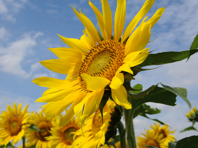 Sunflowers face east in the morning and once they flower stay put to gather in the morning sun. (DTN Photo by Pamela Smith)