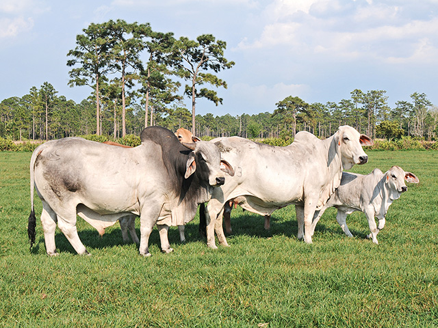 Brahman genetics add a lot of positives to a herd, but tenderness has not always been one of them. Times are changing. (DTN/Progressive Farmer image by Becky Mills)
