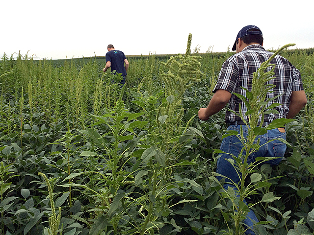 It&#039;s not all pretty fields on the Pro Farmer Midwest Crop Tour. Ryan Oates and Juan Carlos Trevino Cordova find the weed populations intense as they enter this Nebraska soybean field. (DTN photo by Pamela Smith)