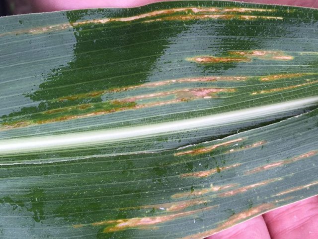 A new disease of corn, bacterial leaf streak, has lesions that look very similar to gray leaf spot. (Photo by Kirk Broders, Colorado State University)