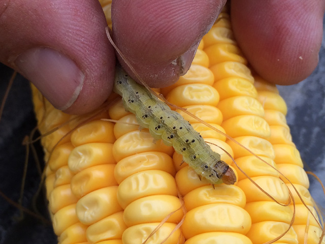 Western bean cutworm does a fair amount of damage deep into the ear and could cause mold and quality problems.  (DTN photo by Pamela Smith)
