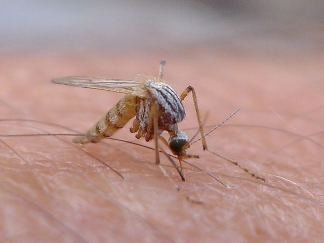 Work on ag department funding is likely to be affected by plans to fight the Zika virus. (Photo by theglobalpanorama; CC BY-SA 2.0)