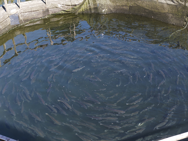 An Iowa startup wants to raise salmon near Harlan in facilities similar to this fish farm. (Photo by smalljude; CC BY 2.0)