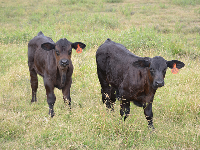 Herd health issues attributable to parasite infections include lower weaning weights and a stressed immune system. (DTN/Progressive Farmer photo by Dan Miller)
