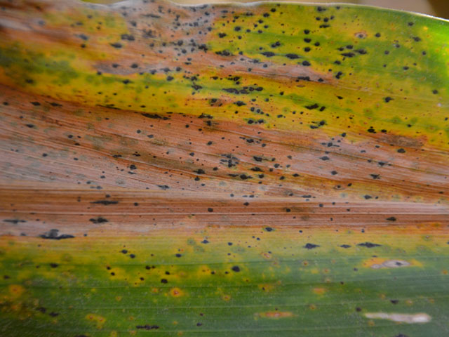 Tar spot produces small, black bumps on corn leaves, which do not rub off the way some late-season fungal spots do. (Photo courtesy of Russ Higgins, University of Illinois Extension) 