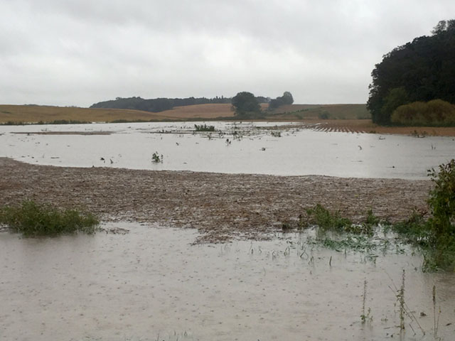 Heavy rains fell in southern Minnesota, southern Wisconsin and northern Iowa Wednesday night into Thursday morning, leaving water standing in fields in many locations. (Photo courtesy of Jerry Demmer, Clarks Grove, Minnesota)