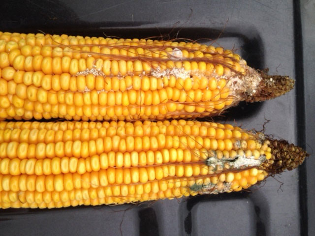 Beef and dairy producers are being urged to test for mycotoxins in this year&#039;s corn crop. This image is from corn harvested in Kansas in August. (Image courtesy Alltech)