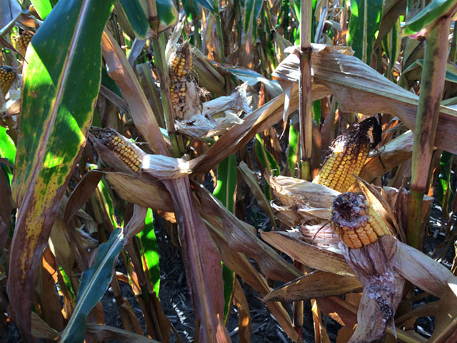 A Herculex/Cry1F-cornfield in Ohio shows tip damage from western bean cutworm feeding. Companies maintain that the trait still works against the pest elsewhere. (Photo courtesy Andy Michel, Ohio State University)