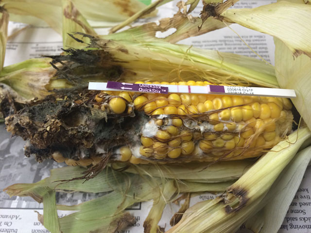 A Herculex-traited corn ear with significant western bean cutworm damage from an Ohio cornfield, alongside a positive strip test proving that the ear was expressing the Cry1F Herculex trait. (Photo courtesy Andy Michel, Ohio State University) 