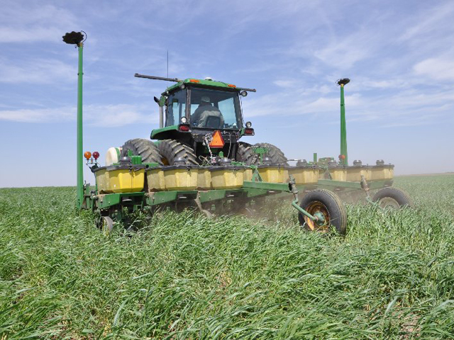 In spring 2009 in a continuous corn field, Dan Davidson applied (using disc openers) 75 pounds per acre of nitrogen as UAN in early April into a rye cover crop. About 30 to 35 days later, he planted corn and then terminated the rye when it was beginning to joint and stood 2-plus feet tall. (DTN file photo by Greg Horstmeier)