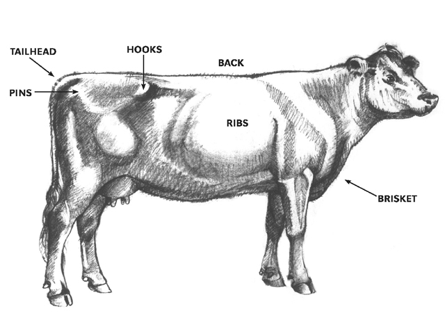 Body condition scoring can get extremely detailed. The system goes from a 1 (3.8% body fat) to a 9 (33.9% body fat). Key areas of the cow to look at for scoring include the brisket, ribs, back, hooks, tailhead and pins. (Graphic from South Dakota University)