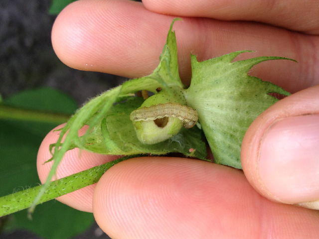 Damage to Bt cotton squares from the bollworm has been on the rise for a decade and high pest pressures this year brought the problem to the forefront. (Photo courtesy of Dominic Reisig, NCSU)