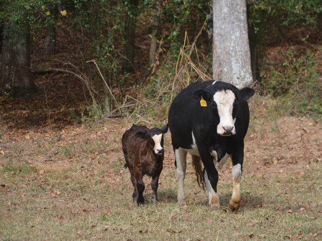 Parts of the Southeast have hit a stretch of drought that&#039;s turned pastures brittle and forced early feeding of hay. (DTN/Progressive Farmer photo by Victoria G. Myers)