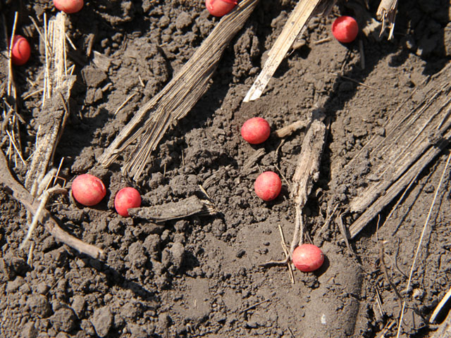 Before soybean seeds even hit the ground, they may carry fungal species capable of causing soybean diseases, according to new research from Kansas State University. (DTN photo by Pamela Smith)
