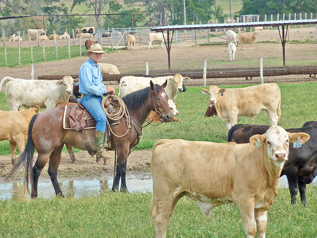 Texas backgrounder Jerry Armstrong prefers to work cattle on horseback because it creates less stress for the animals. (DTN/Progressive Farmer photo by Clay Coppedge)