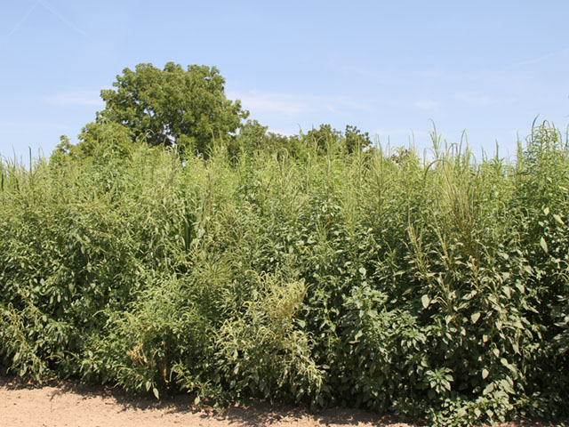 There are soybeans somewhere in this mess of Palmer amaranth, a prolific seed producer, with the ability to sidestep many herbicides. (DTN photo by Pamela Smith) 