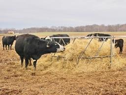 It&#039;s hard to know losses or health scares caused by bale wraps or ties, but it&#039;s best not to take chances. (DTN/Progressive Farmer photot by Becky Mills)