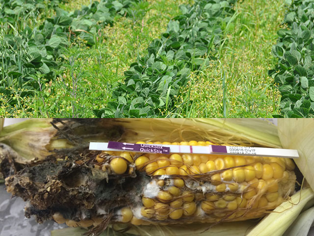 2017 brings a host of compromised Bt traits and the continued spread of herbicide-resistant weeds, with Palmer amaranth leading the charge. (Photos courtesy of Andy Michel from Ohio State University and Emily Unglesbee)  