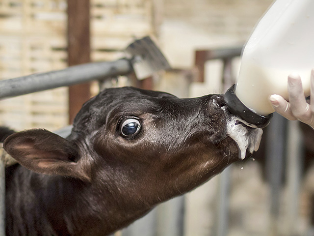 If a premature calf is going to have a health issue, it will often go to a respiratory disease or scours, due to a compromised immune system. (Photo by Thinkstock)