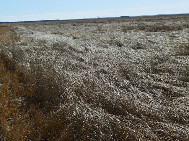 DTN readers chose the challenging harvest conditions on the Prairies the No. 1 agricultural story of 2016. This canary seed crop in west-central Saskatchewan lied flat on the ground in mid-October, among the millions of acres affected. (DTN photo by Cliff Jamieson)