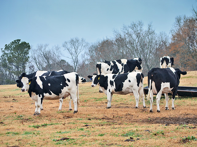 Researchers are zeroing in on a genetic link to bovine respiratory disease (BRD) for dairy and beef cattle. (DTN/Progressive Farmer image by Victoria G. Myers)