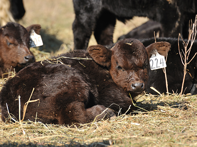 Cow behavior after calving is often based on the need to protect offspring from predators. (DTN/Progressive Farmer photo by Jim Patrico)