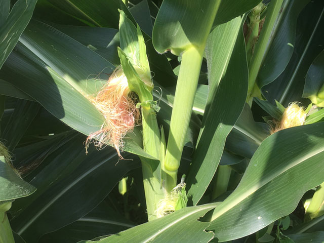 Research findings continue to show that high nighttime temperatures can put a big crimp on corn yields during the time after pollination. (DTN photo by Bryce Anderson)