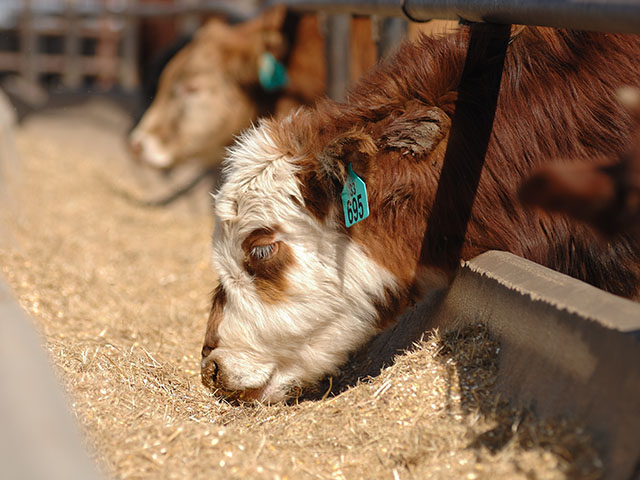 A recent study in Oklahoma on lightweight calves showed an advantage in pounds gained for those given an implant with a new, patented coating. (DTN/Progressive Farmer image by Jim Patrico)