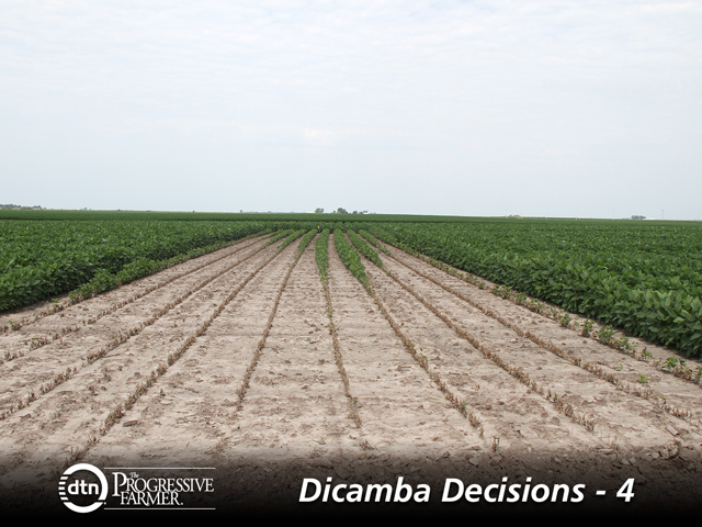 Not properly cleaning a sprayer out after using dicamba can have serious consequences for non-dicamba-tolerant crops, as a Monsanto test plot shows above. (DTN photo by Pamela Smith) 
