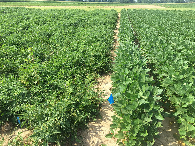 Protecting susceptible crops, like the tomatoes to the left, from Enlist Duo applications to Enlist crops (on the right) this year will require vigilance from applicators. (Photo courtesy of Dow AgroSciences)