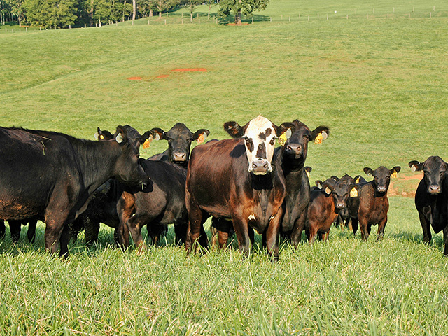 Dewormer resistance came as no surprise to parasitologists, Ray Kaplan says, but it did shatter some long-held illusions in the beef industry. (DTN/Progressive Farmer photo by Becky Mills)