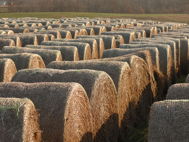 Dry conditions in Missouri this summer have forced some cattle producers to feed hay due to a lack of forage. (DTN/The Progressive Farmer photo by Jim Patrico)