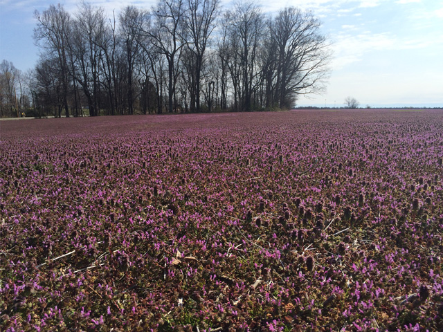 Purple deadnettle casts a colorful hue over a southern Illinois field north of Metropolis. The beauty has a negative side for farmers. (DTN photo by Pamela Smith) 