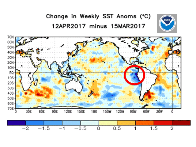 A major warming trend in the eastern Pacific Ocean has eased. However, weather conditions in the central U.S. continue to suggest El Nino-related impact. (NOAA graphic by Nick Scalise)