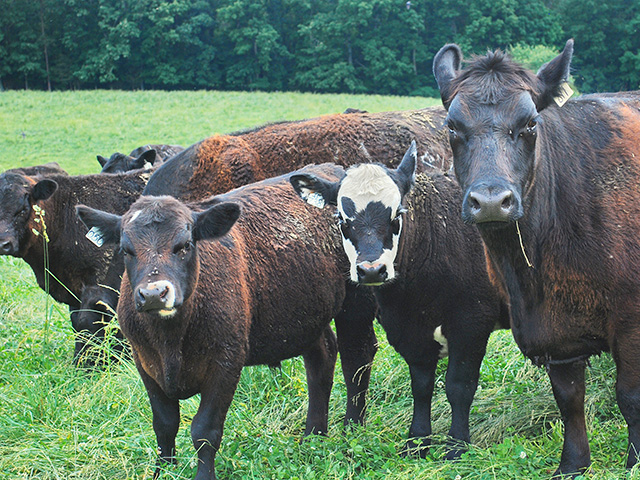 Black cattle, with a reddish brown tint to their hair, may be low in copper. (DTN/Progressive Farmer photo by Boyd Kidwell)