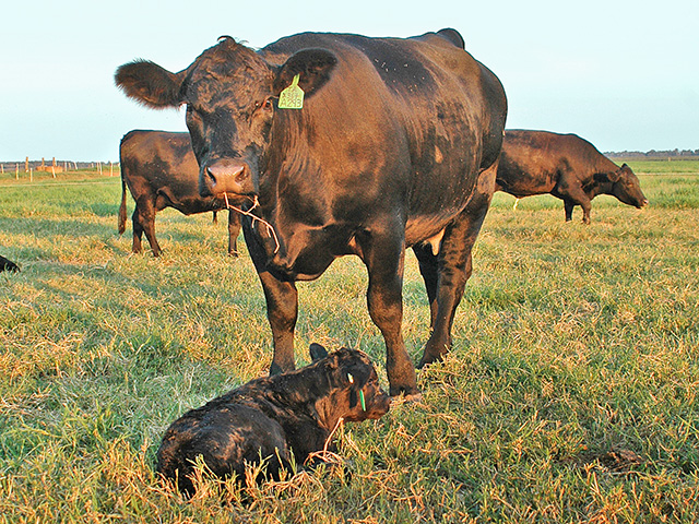Retained ownership may boost profit margins for cow/calf producers this year, but they still need a safety net. (DTN/Progressive Farmer photo by Becky Mills)